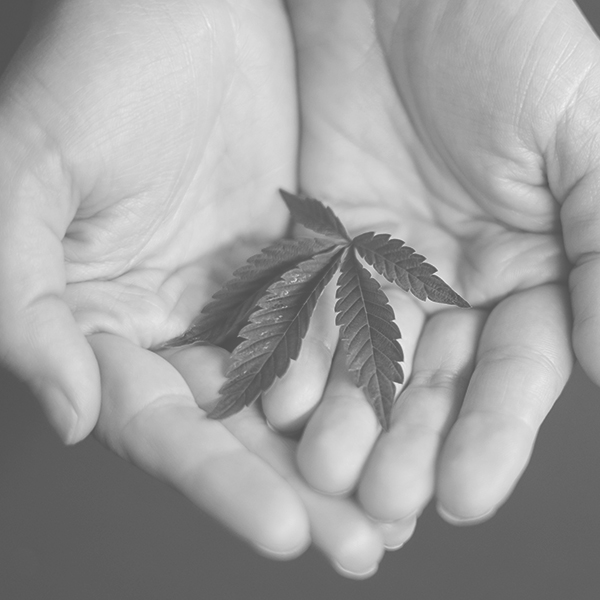 canhify sustainability, hands holding hemp leaf